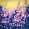 lavender essential oil