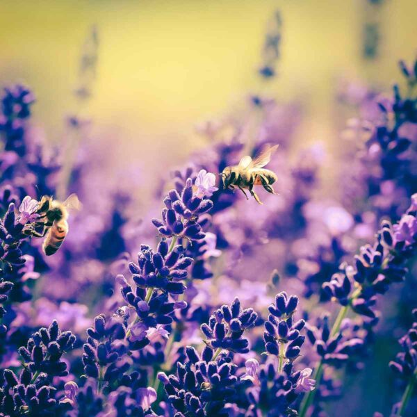 lavender essential oil