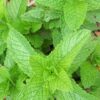 peppermint soap peppermint soap